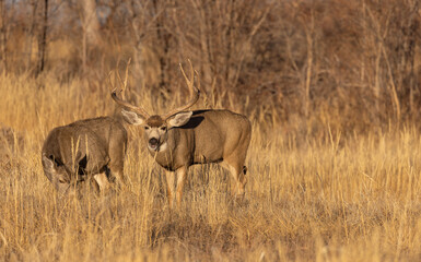 Obraz na płótnie Canvas Mule Deer Buck and Doe Rutting in Colorado in Autumn