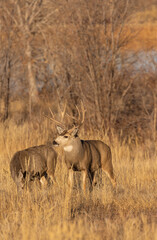Fototapeta na wymiar Mule Deer Buck and Doe Rutting in Colorado in Autumn