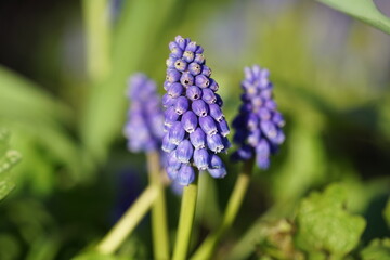 close up of blue hyacinth