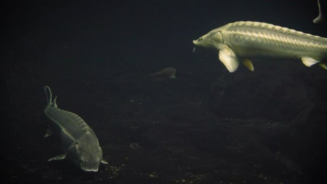 Two large Russian sturgeons (Acipenser gueldenstaedtii) swimming in a dark underwater environment with a single sterlet (Acipenser ruthenus) between them