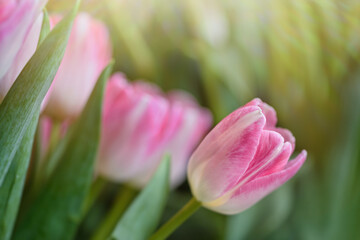 Obraz na płótnie Canvas Lots of blooming tulips.