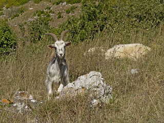 Billy goat in between high grass and rocks on the hills of Condroz, Wallonia, Belgium 