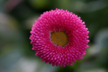 Potted plant in spring, pink and yellow