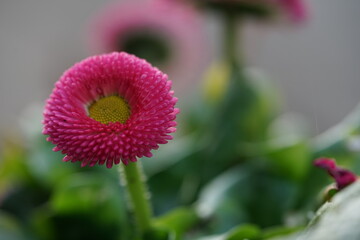 Potted plant in spring, pink and yellow