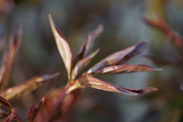elongated red leaves
