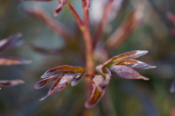 elongated red leaves