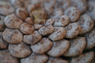 Close-up pine cones