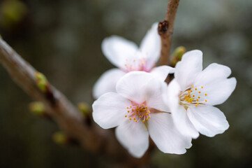 Cherry flower