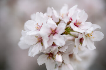 Cherry flower