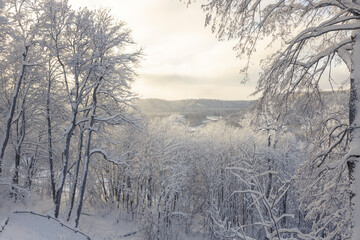 Winter background, landscape. Winter trees in wonderland. Winter scene.