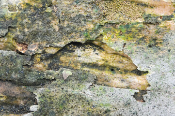 the surface of the wooden planks is weathered, damp and porous and eaten by termites