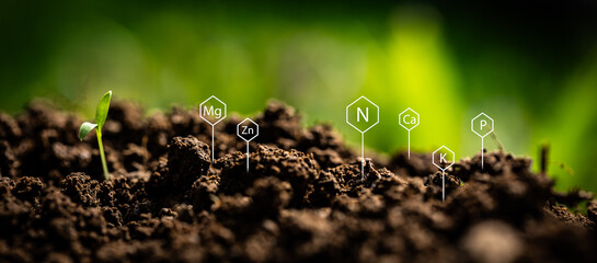 Signs of chemical elements present in soil pointing to wet ground next to newly emerged young plant...