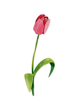 Watercolor tulip flower. Pink flower on the stem. The illustration is isolated on a white background.