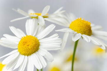 Fototapeta premium Chamomile field flowers borders. Beautiful nature scene with blooming medical daisies in solar flares. Alternative Medicine Spring Daisy. Summer flowers. Soft focus