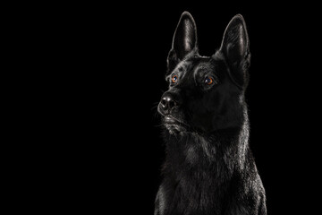 German Shepherd Dog Isolated on Black Background