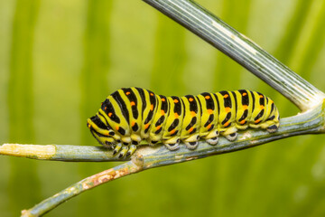 Closeup of a Monarch butterfly caterpillar feeding on leaves.