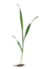 Fototapeta na wymiar Green young wheat isolated on white 