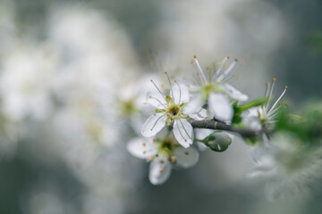 hawthorn or may tree flowers selective focus