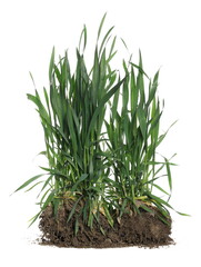 Green spring young wheat with soil isolated on white  