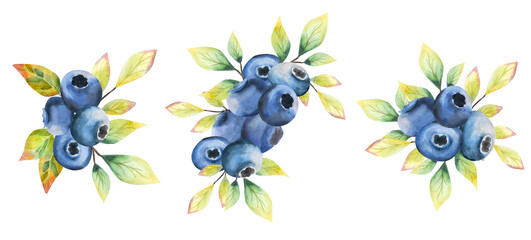 A set of ripe blueberries with leaves. Watercolor berry compositions. Ripe blueberries on a branch