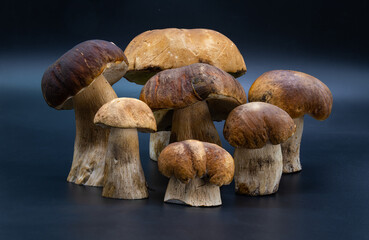White mushroom porcini Boletus edulis  isolated on dark blue background close up healthy food photo