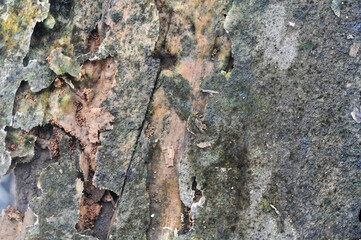 surface of the wooden planks is weathered, damp and porous and eaten by termites