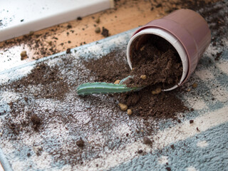 a pot of cactus fell on the carpet
