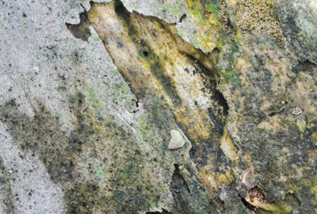 the surface of the wooden planks is weathered, damp and porous and eaten by termites