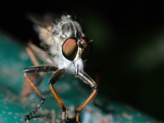 robber fly, seemingly Machimus atricapillus