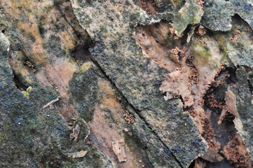 surface of the wooden planks is weathered, damp and porous and eaten by termites