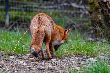 Naklejka na ściany i meble A magnificent wild Red Fox, Vulpes vulpes, in the spring forest