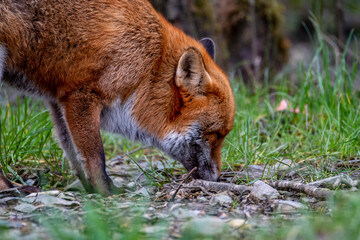 A magnificent wild Red Fox , Vulpes vulpes, in the spring forest