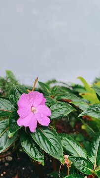 pink flower in water