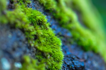 Green plant macro Brazil