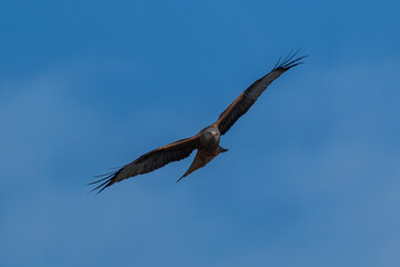 Nahaufnahme eines fliegenden Greifvogels, dem Rotmilan.