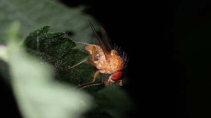 Fly of Lauxaniidae, seemingly Sapromyza sp. - 498359741