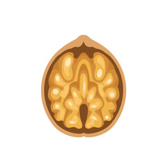 Walnut vector icon. Flat illustration of half nut.