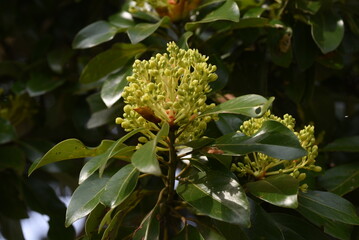 Machilus thunbergii (Tabunoki tree) Flower buds. Lauraceae evergreen tree. Around April, the panicles bloom yellow-green flowers.