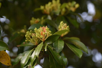 Machilus thunbergii (Tabunoki tree) Flower buds. Lauraceae evergreen tree. Around April, the...