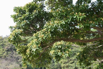 Fototapeta premium Machilus thunbergii (Tabunoki tree) Flower buds. Lauraceae evergreen tree. Around April, the panicles bloom yellow-green flowers.