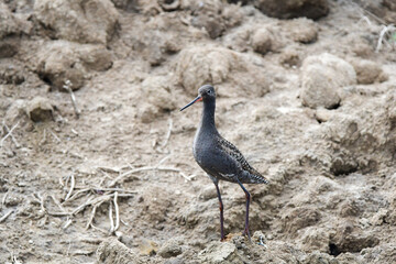 A sandpiper stood on a beach rock
