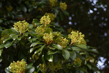 Machilus thunbergii (Tabunoki tree) Flower buds. Lauraceae evergreen tree. Around April, the...