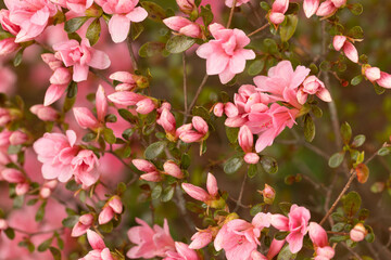 Azalea Blooms And Buds In Garden