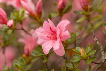 Fototapeta na wymiar Pink Azalea Flower Bloom on Bush