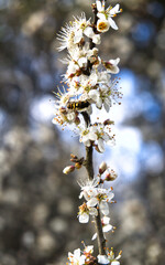 Schwarzdorn blüten werden bestäubt