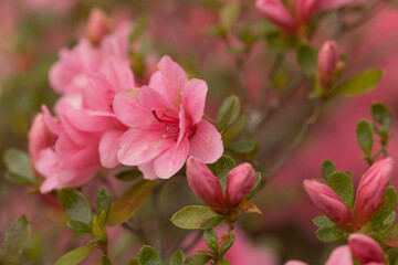 Fototapeta na wymiar Pretty Azalea Blooms And Buds In Garden