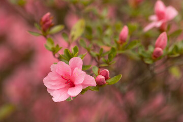 Obraz premium Azalea Bush Blooming Pink Flowers