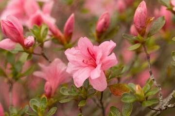Tiny Azalea Blooms and Buds In Garden