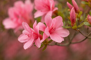 Obraz premium Azalea Flower Blooms In Spring Garden