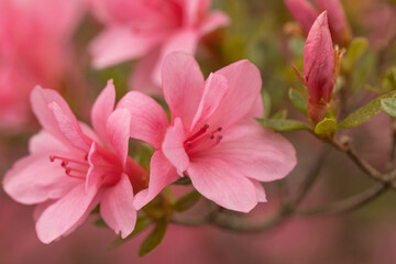 Azalea Blooms On Bush In Spring Garden